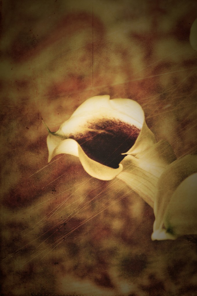 calla lily calla lily