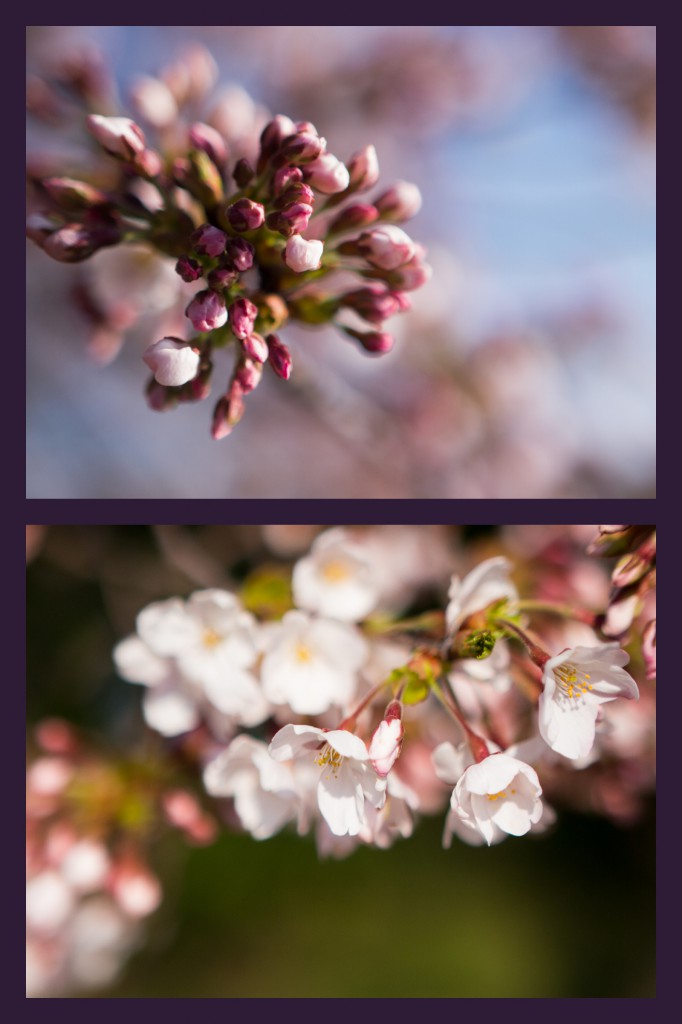 blossoms at the tidal basin | onbecominganartist.com