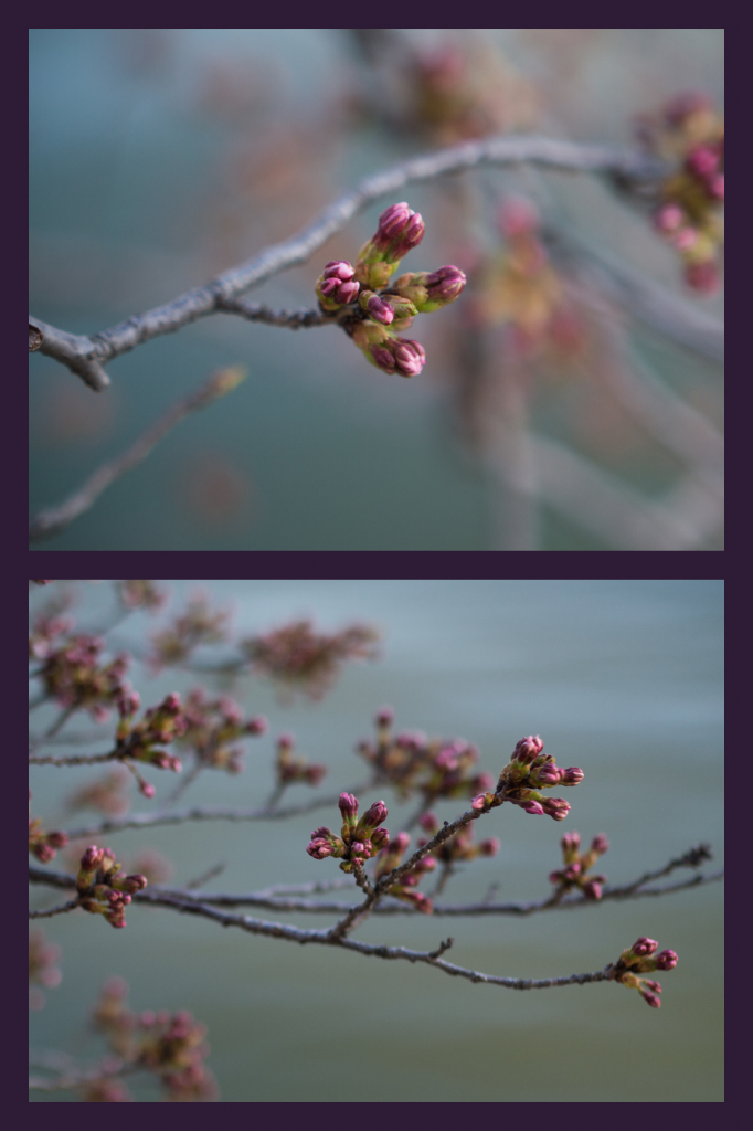 buds at the tidal basin | onbecominganartist.com